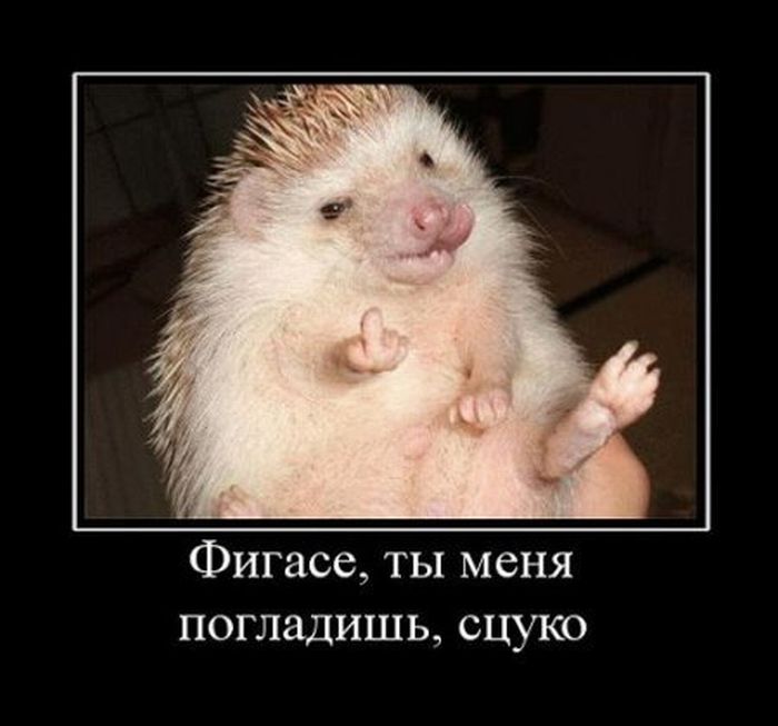 Демотиваторы приколы