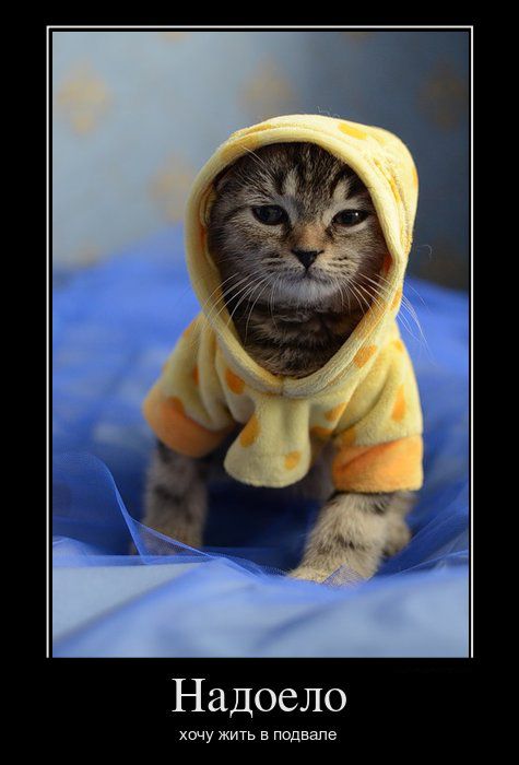 Демотиваторы приколы