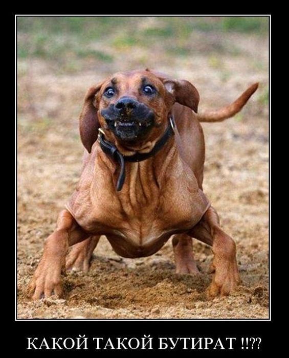 Демотиваторы приколы