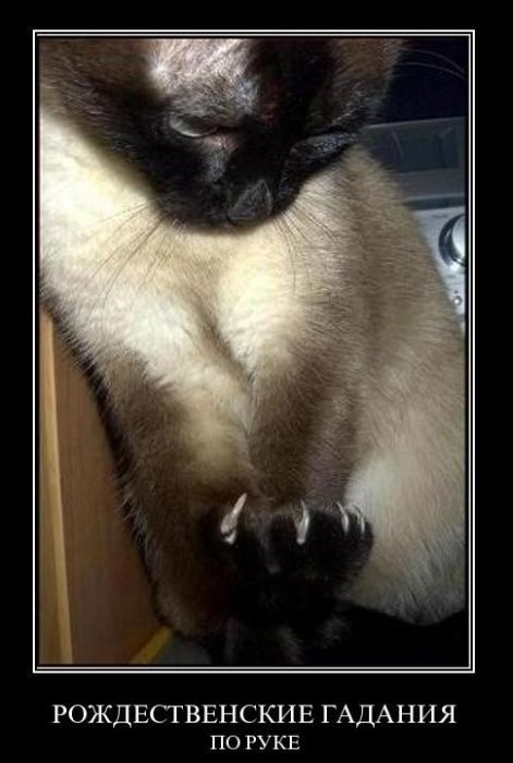 Демотиваторы приколы