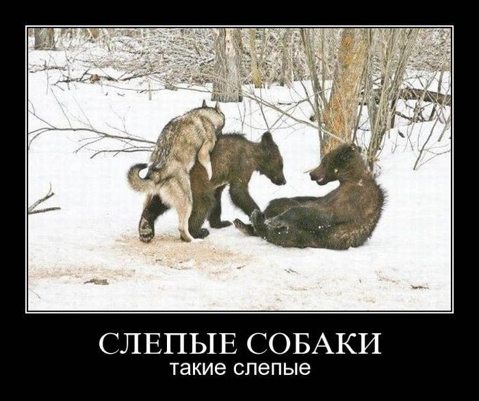 Демотиваторы приколы