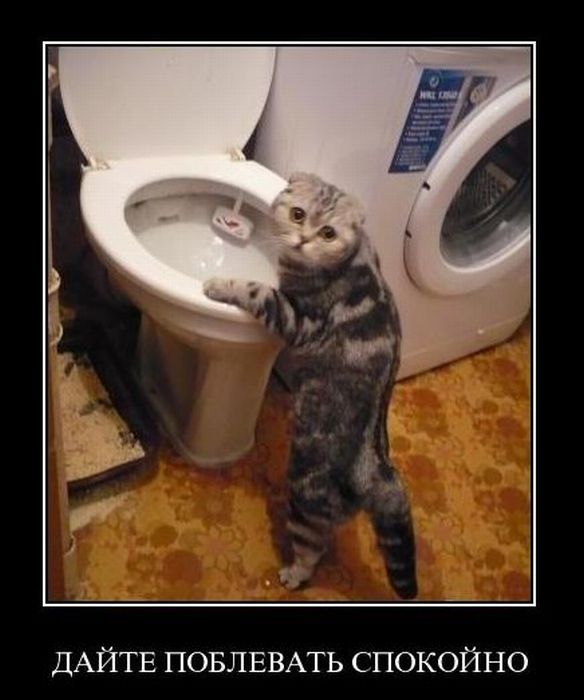Демотиваторы приколы