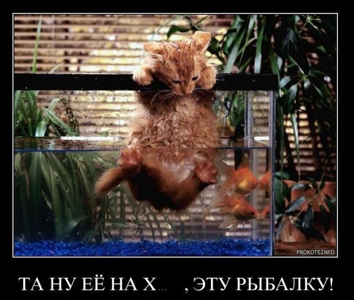 Демотиваторы приколы