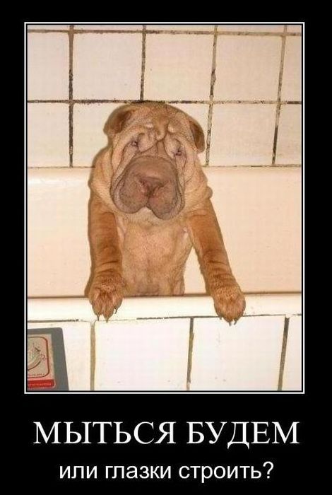 Демотиваторы приколы