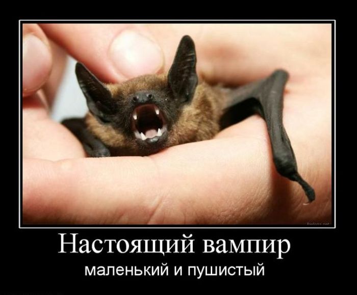 Демотиваторы приколы