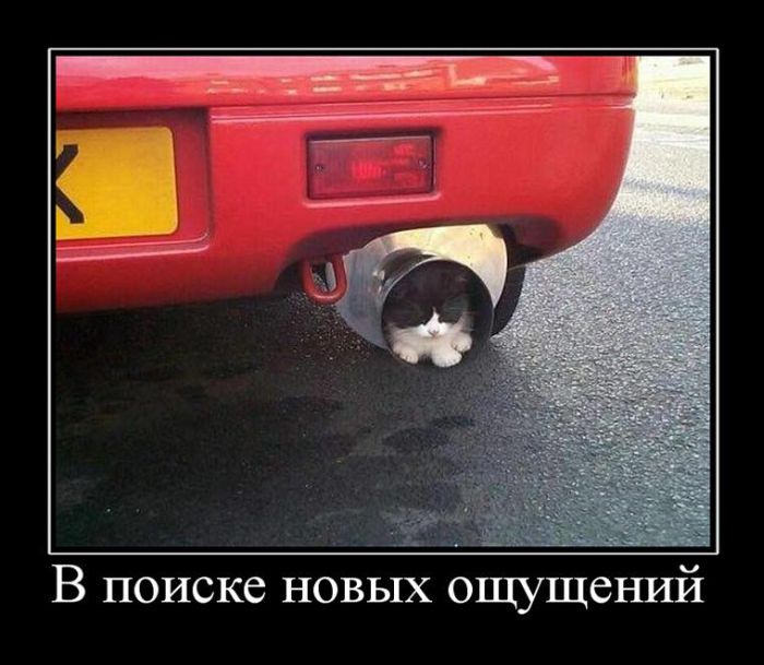 Демотиваторы приколы