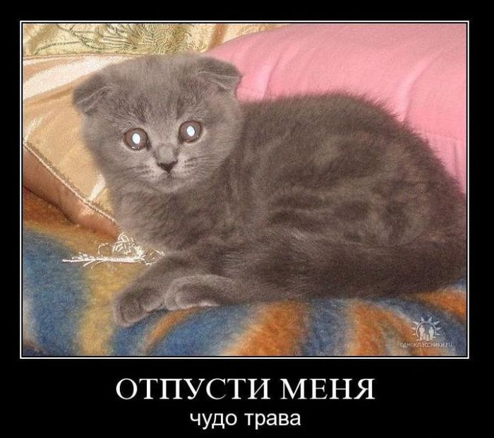 Демотиваторы приколы