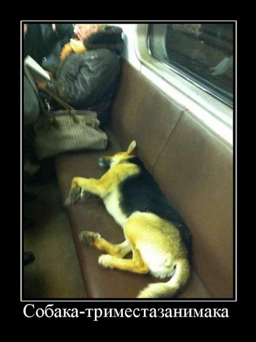 Демотиваторы приколы