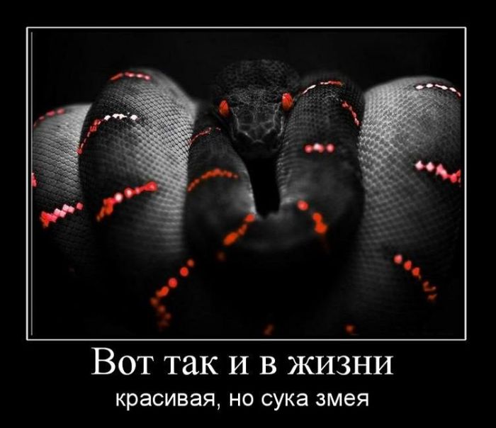 Демотиваторы приколы