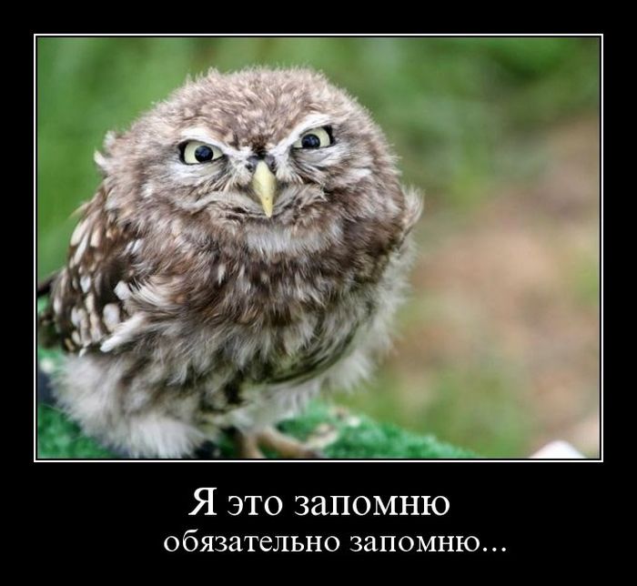 Демотиваторы приколы