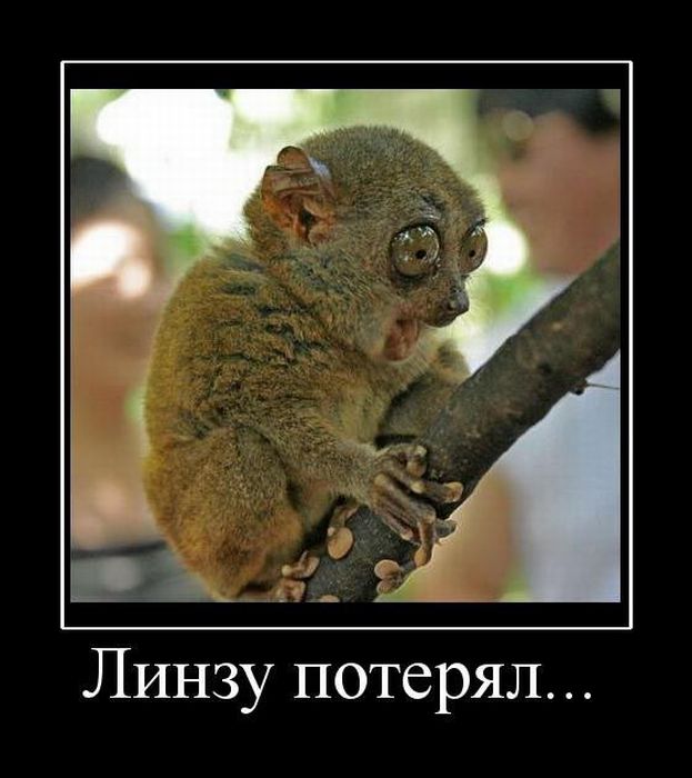 Демотиваторы приколы