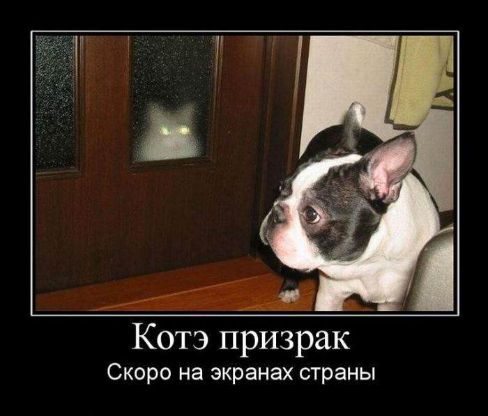 Демотиваторы приколы