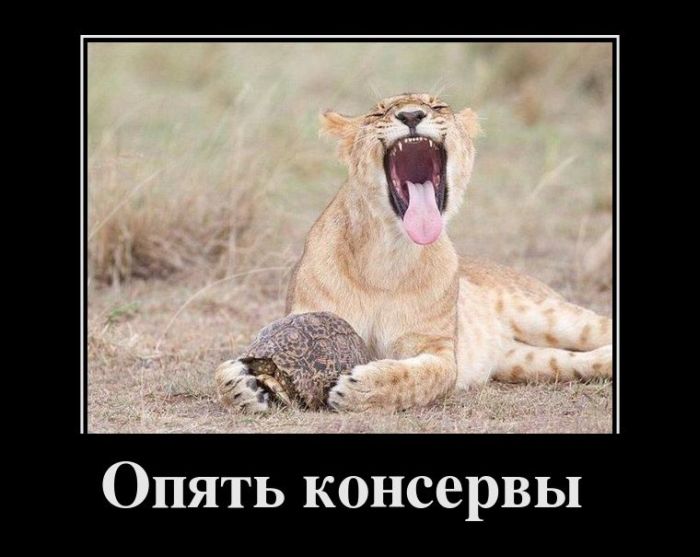 Демотиваторы приколы