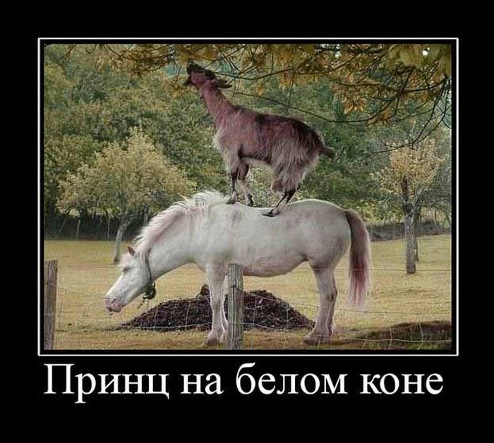 Демотиваторы приколы