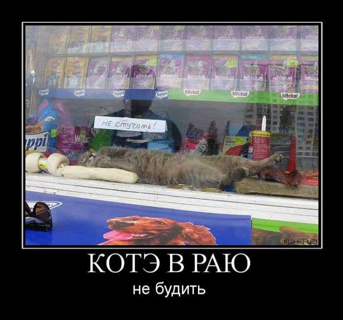 Демотиваторы приколы