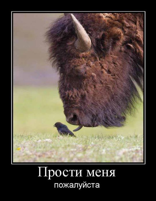 Демотиваторы приколы
