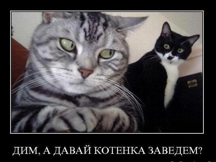 Демотиваторы приколы