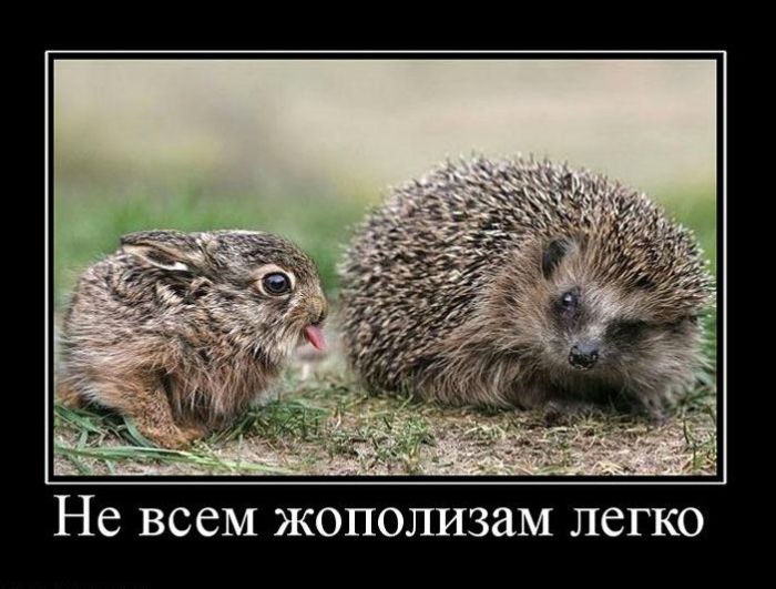 Демотиваторы приколы