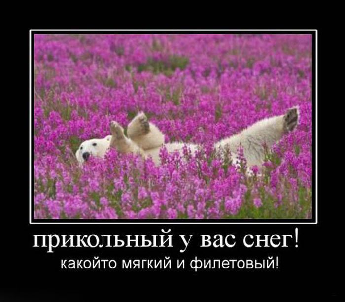 Демотиваторы приколы