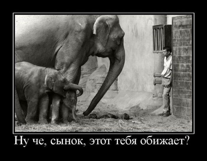 Демотиваторы приколы