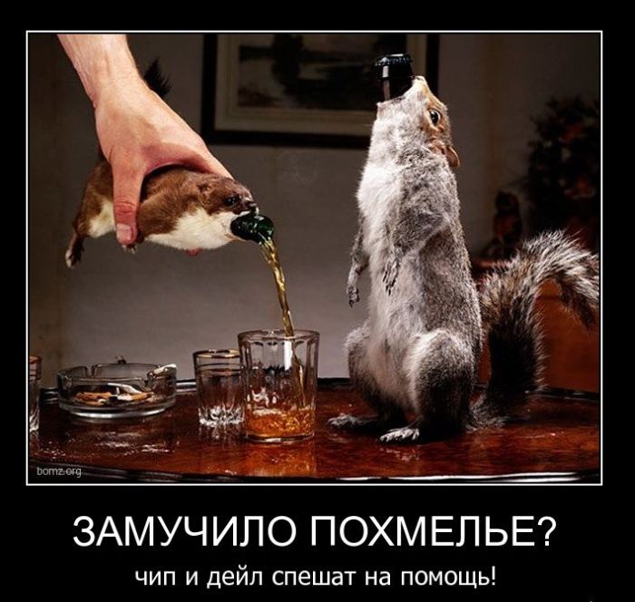 Демотиваторы приколы