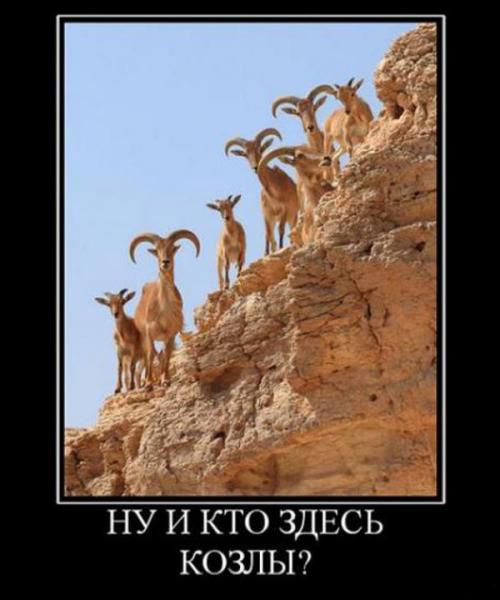 Демотиваторы приколы