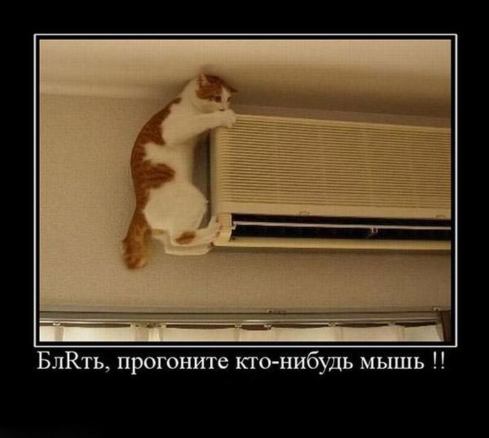 Демотиваторы приколы