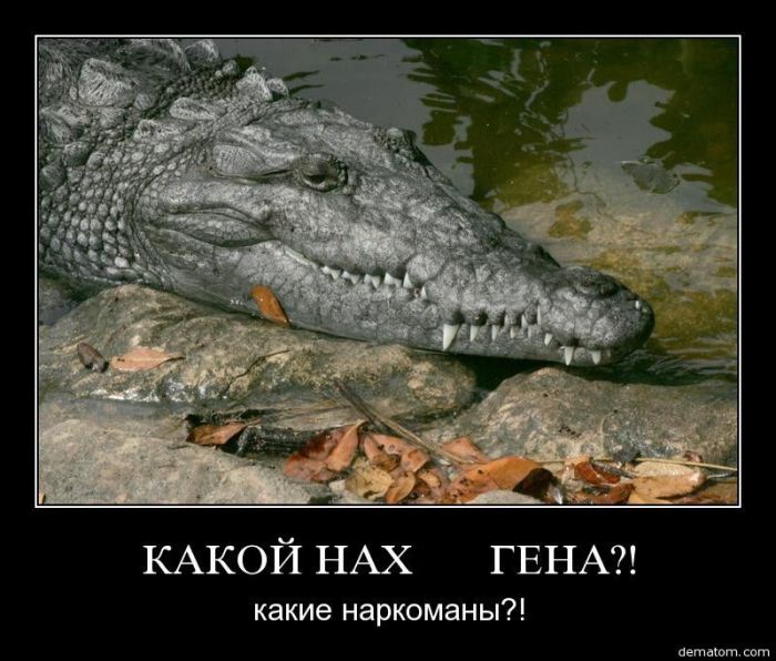 Демотиваторы приколы