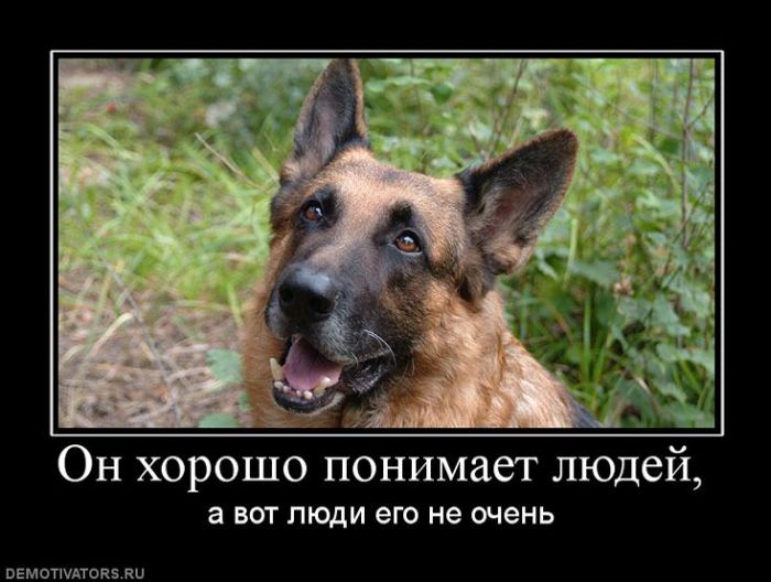 Демотиваторы приколы