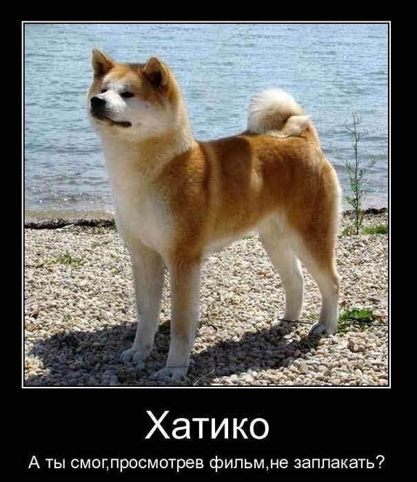 Демотиваторы приколы