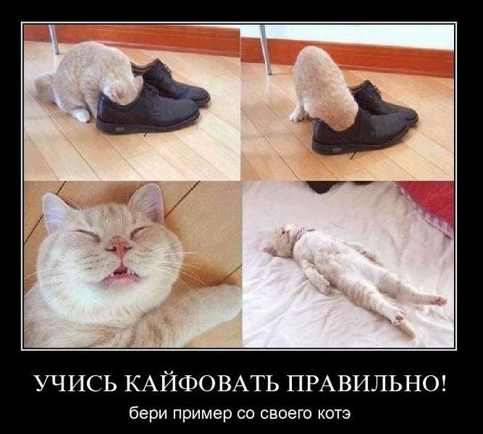 Демотиваторы приколы