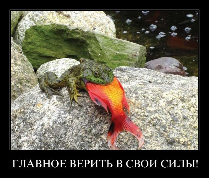 Демотиваторы приколы