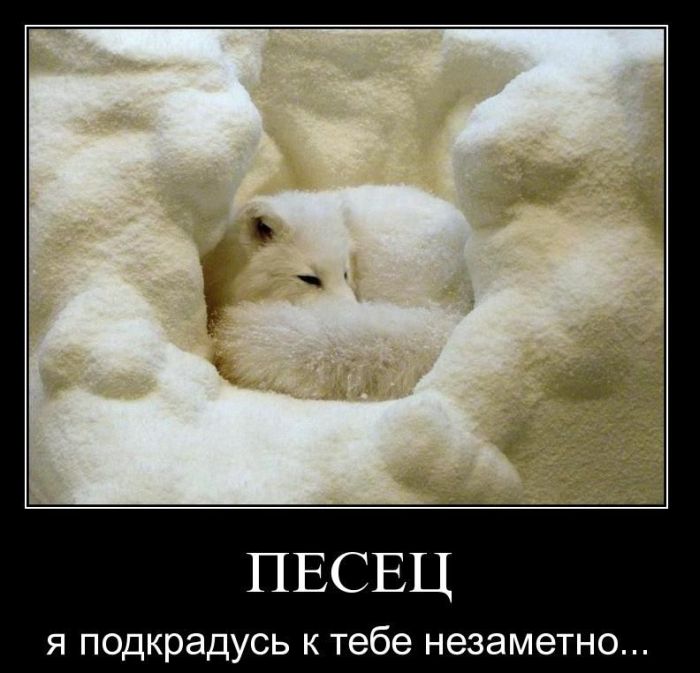 Демотиваторы приколы