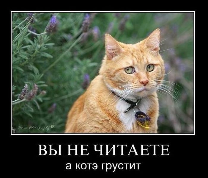 Демотиваторы приколы