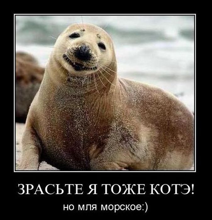 Демотиваторы приколы