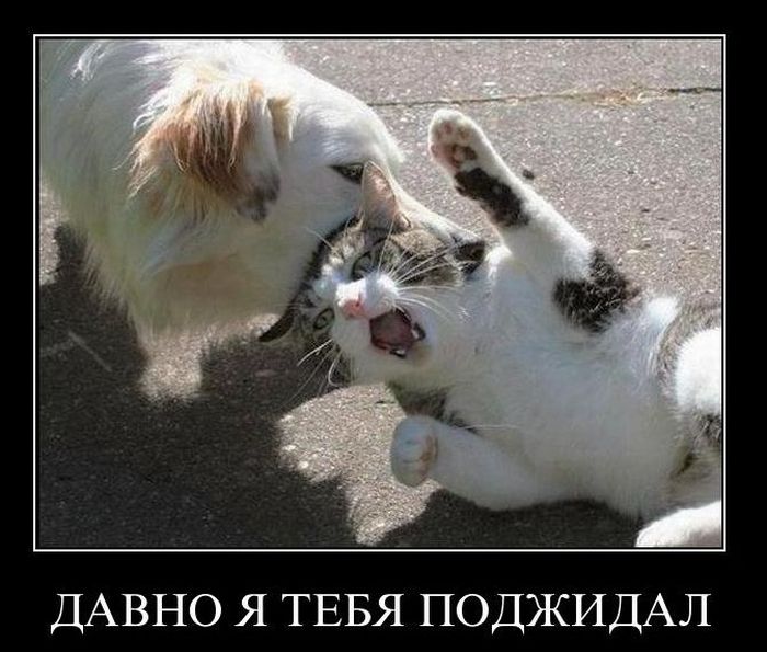 Демотиваторы приколы