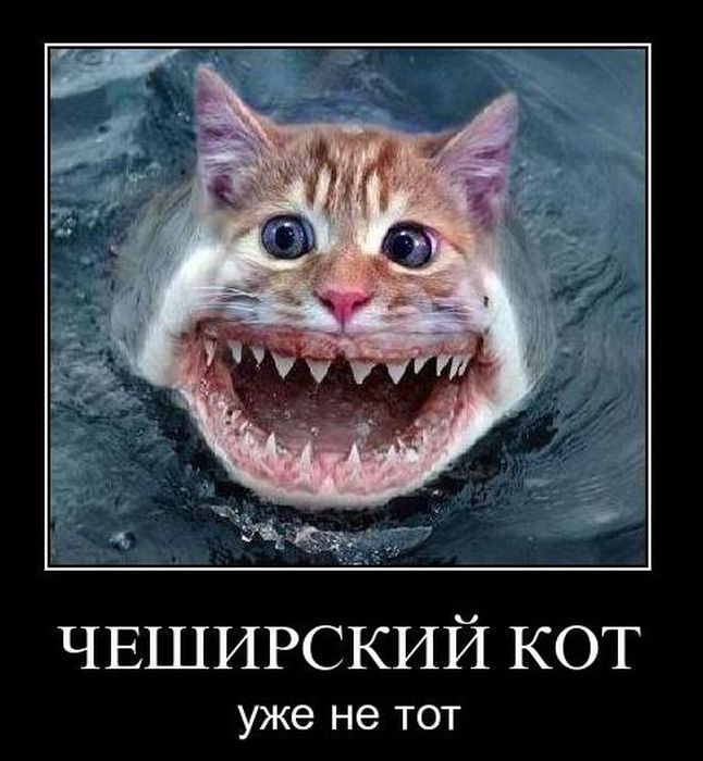 Демотиваторы приколы