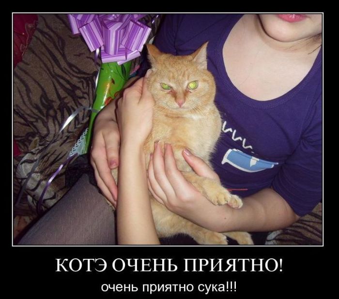 Демотиваторы приколы