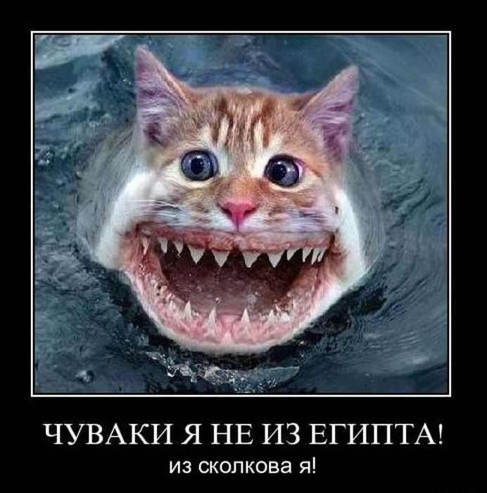 Демотиваторы приколы