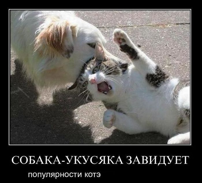 Демотиваторы приколы