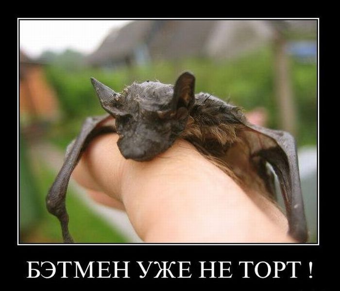 Демотиваторы приколы