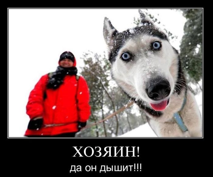 Демотиваторы приколы