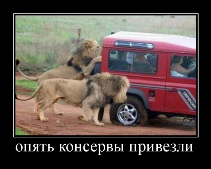 Демотиваторы приколы