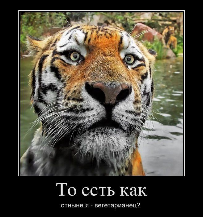 Демотиваторы приколы