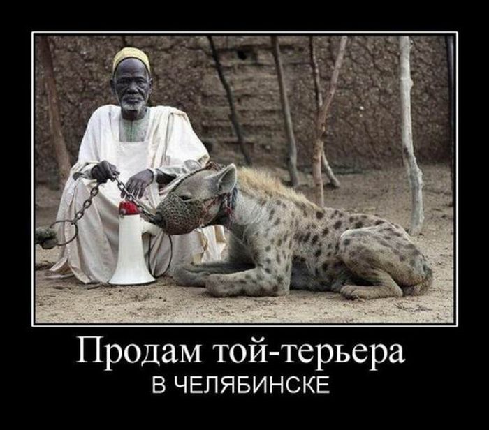 Демотиваторы приколы