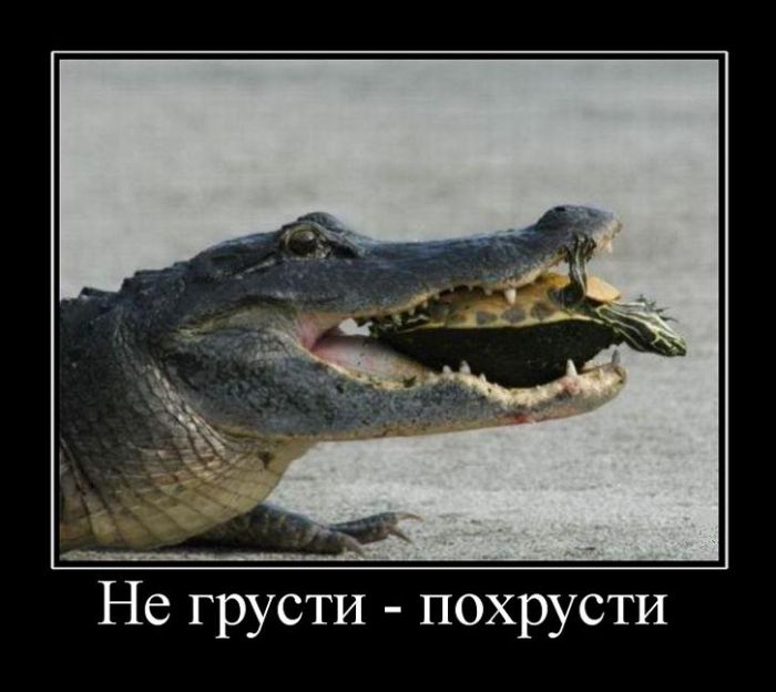 Демотиваторы приколы