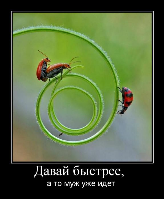 Демотиваторы приколы