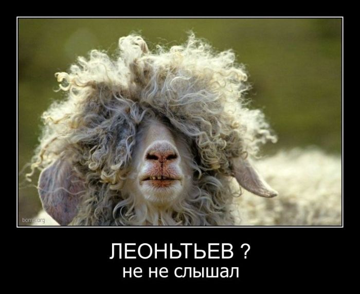 Демотиваторы приколы