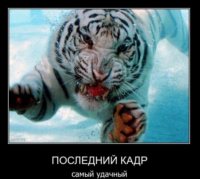 Демотиваторы приколы