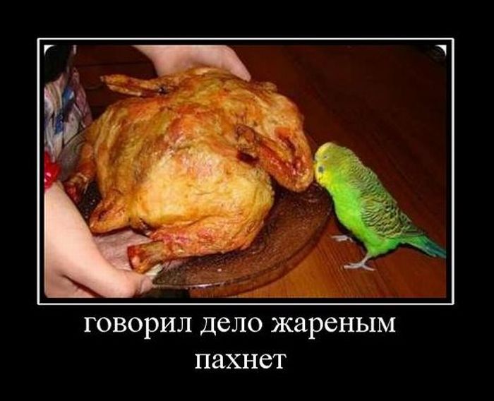 Демотиваторы приколы